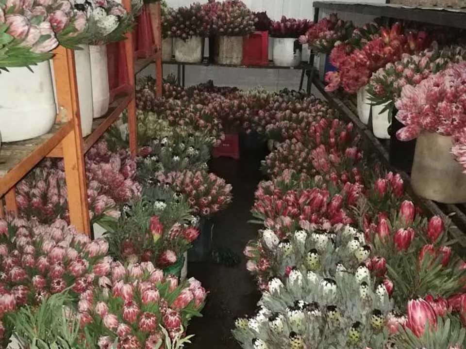 protea storage cullifest